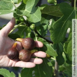 Feige 'Gustis® Morena', Busch, Topf 5 Liter -Gartentopf Geschäft 0480940139 Ficus Morena Feige Busch 1 105179