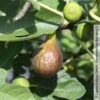 Feige 'Bornholm', Busch, Topf 5 Liter -Gartentopf Geschäft 0480940140 Ficus Bornholm Bornholms Diamant Feige Busch 105180