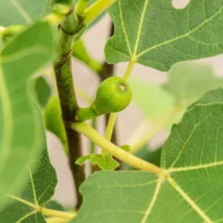 Feige 'Firoma'®, 2er-Set, Höhe 40-60 Cm, Topf 5 Liter 9 Feige 'Firoma'®, 2er-Set, Höhe 40-60 Cm, Topf 5 Liter -Gartentopf Geschäft 0480940150 Ficus carica Firoma 2er Set 1 99282