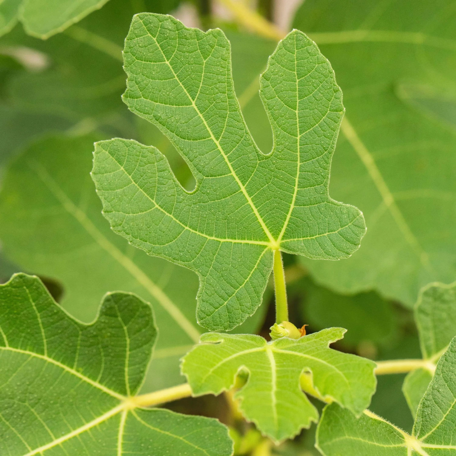 Feige 'Firoma'®, 2er-Set, Höhe 40-60 Cm, Topf 5 Liter 4 Feige 'Firoma'®, 2er-Set, Höhe 40-60 Cm, Topf 5 Liter – Bild 2