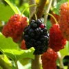 Maulbeere, Morus 'Mojo Berry'®, 3er-Set, Höhe 40-60 Cm, Topf 4,6 Liter 1 Maulbeere, Morus 'Mojo Berry'®, 3er-Set, Höhe 40-60 Cm, Topf 4,6 Liter -Gartentopf Geschäft 0480950692 Morus rot Mojo Berry 3er Set 99630