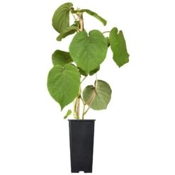 Grünfruchtige Kiwi 'Hayward', 2er-Set, Topf 15 Cm Ø -Gartentopf Geschäft 0480960140 0480960141 0480960142 Golden Kiwi Altas 87663