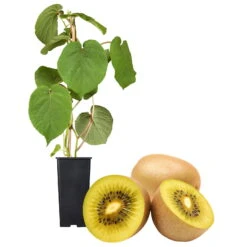 Gelbfruchtige Kiwi 'Golden Kiwi', 2er-Set, Topf 15 Cm Ø -Gartentopf Geschäft 0480960140 Golden Kiwi Set inkl Befruchtersorte neu 88604