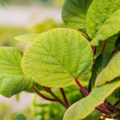 Grünfruchtige Kiwi 'Hayward', 2er-Set, Topf 15 Cm Ø -Gartentopf Geschäft 0480960141 0480960142 Hayward 87665