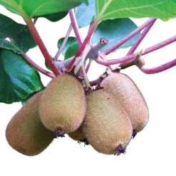 Grünfruchtige Kiwi 'Hayward', 2er-Set, Topf 15 Cm Ø -Gartentopf Geschäft 0480960141 0480960142 Kiwi Hayward 4er Set 88166