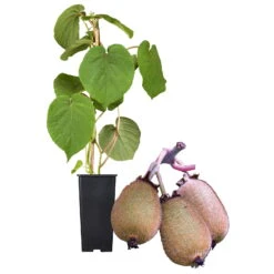 Grünfruchtige Kiwi 'Hayward', 2er-Set, Topf 15 Cm Ø -Gartentopf Geschäft 0480960141 Kiwi Hayward Set inkl Befruchtersorte neu 88605