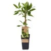Weibliche Minikiwi 'Geneva', 2er-Set, Topf 15 Cm Ø -Gartentopf Geschäft 0480960152 Actinidia arguta Geneva 2er Set Kiwi weibl 030040 15er Topf WEB 98300