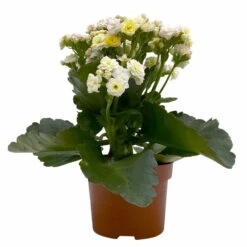Kalanchoe 'Mozaic', Wechselfarbig, Topf-Ø 12 Cm, Höhe Ca. 22 Cm, 6er-Set -Gartentopf Geschäft 0610103650 Outdoor Kalanchoe Mozaic wechselfarbig 6er Set 2 113821