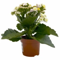Kalanchoe 'Mozaic', Wechselfarbig, Topf-Ø 12 Cm, Höhe Ca. 22 Cm, 6er-Set -Gartentopf Geschäft 0610103650 Outdoor Kalanchoe Mozaic wechselfarbig 6er Set 3 113822