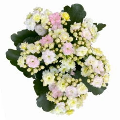 Kalanchoe 'Mozaic', Wechselfarbig, Topf-Ø 12 Cm, Höhe Ca. 22 Cm, 6er-Set -Gartentopf Geschäft 0610103650 Outdoor Kalanchoe Mozaic wechselfarbig 6er Set 8 113824