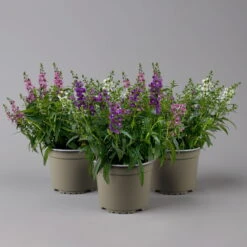 Angelonia 'Trio' Rosa-weiß-lila/blau, Topf-Ø 15 Cm, 3er-Set