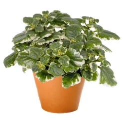 Plectranthus 'Variegata' Grün-weiß, Topf -Ø 12 Cm, 6er-Set 12 Plectranthus 'Variegata' Grün-weiß, Topf -Ø 12 Cm, 6er-Set -Gartentopf Geschäft 0610180182 Plectranthus T12 Set 3Stueck 74398