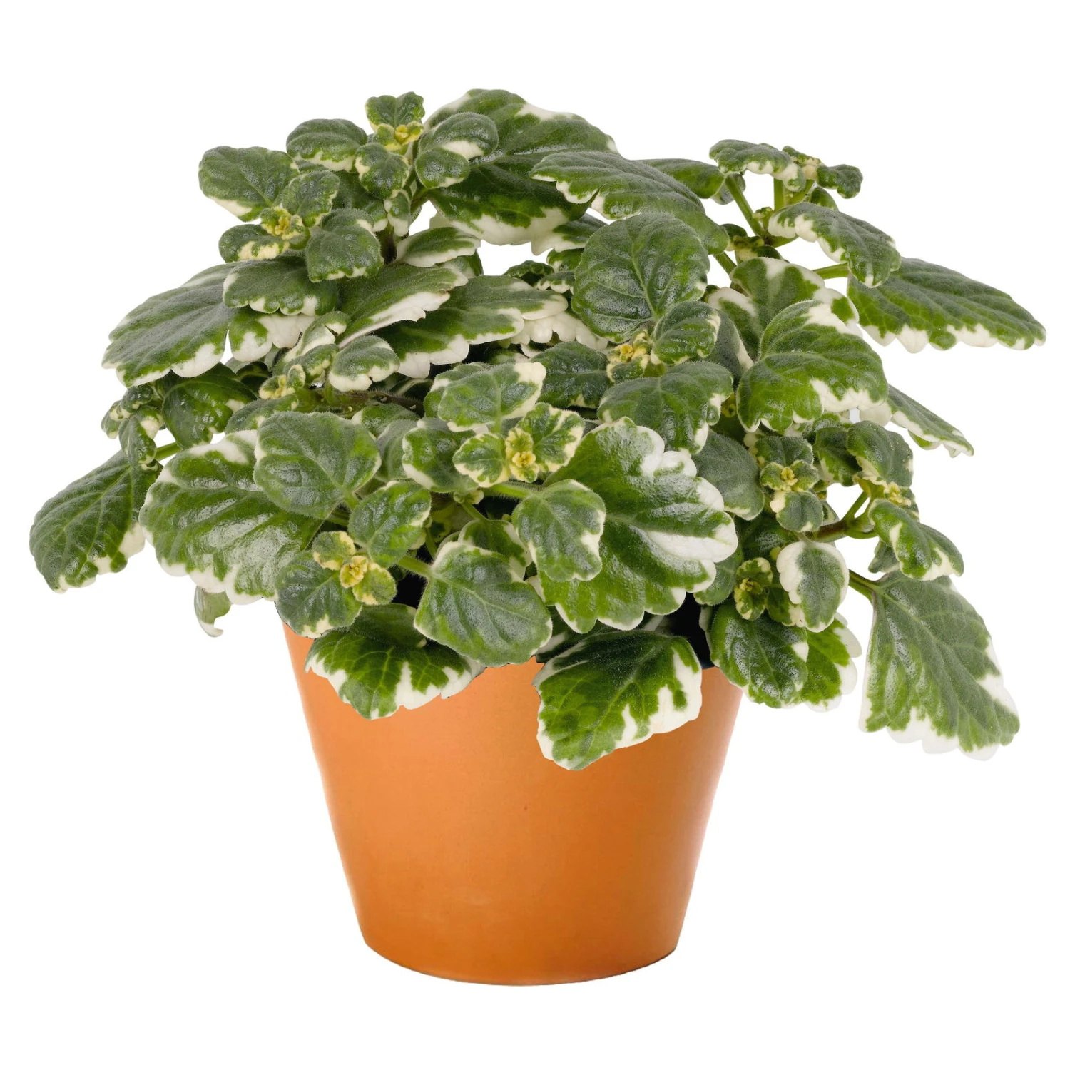 Plectranthus 'Variegata' Grün-weiß, Topf -Ø 12 Cm, 6er-Set 5 Plectranthus 'Variegata' Grün-weiß, Topf -Ø 12 Cm, 6er-Set – Bild 3