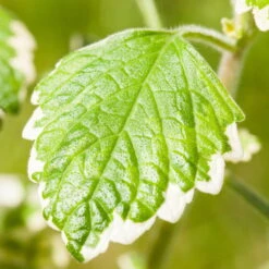 Plectranthus 'Variegata' Grün-weiß, Topf -Ø 12 Cm, 6er-Set 14 Plectranthus 'Variegata' Grün-weiß, Topf -Ø 12 Cm, 6er-Set -Gartentopf Geschäft 0610180182 Plectranthus1 76855
