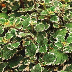 Plectranthus 'Variegata' Grün-weiß, Topf -Ø 12 Cm, 6er-Set 13 Plectranthus 'Variegata' Grün-weiß, Topf -Ø 12 Cm, 6er-Set -Gartentopf Geschäft 0610180182 Plectranthus2 76854