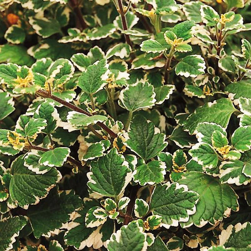 Plectranthus 'Variegata' Grün-weiß, Topf -Ø 12 Cm, 6er-Set 6 Plectranthus 'Variegata' Grün-weiß, Topf -Ø 12 Cm, 6er-Set – Bild 4