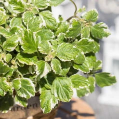 Plectranthus 'Variegata' Grün-weiß, Topf -Ø 12 Cm, 6er-Set 11 Plectranthus 'Variegata' Grün-weiß, Topf -Ø 12 Cm, 6er-Set -Gartentopf Geschäft 0610180182 Plectranthus4 76852