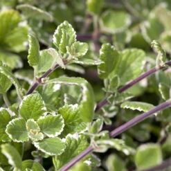 Plectranthus 'Variegata' Grün-weiß, Topf -Ø 12 Cm, 6er-Set 15 Plectranthus 'Variegata' Grün-weiß, Topf -Ø 12 Cm, 6er-Set -Gartentopf Geschäft 0610180182 Plectranthus 76856
