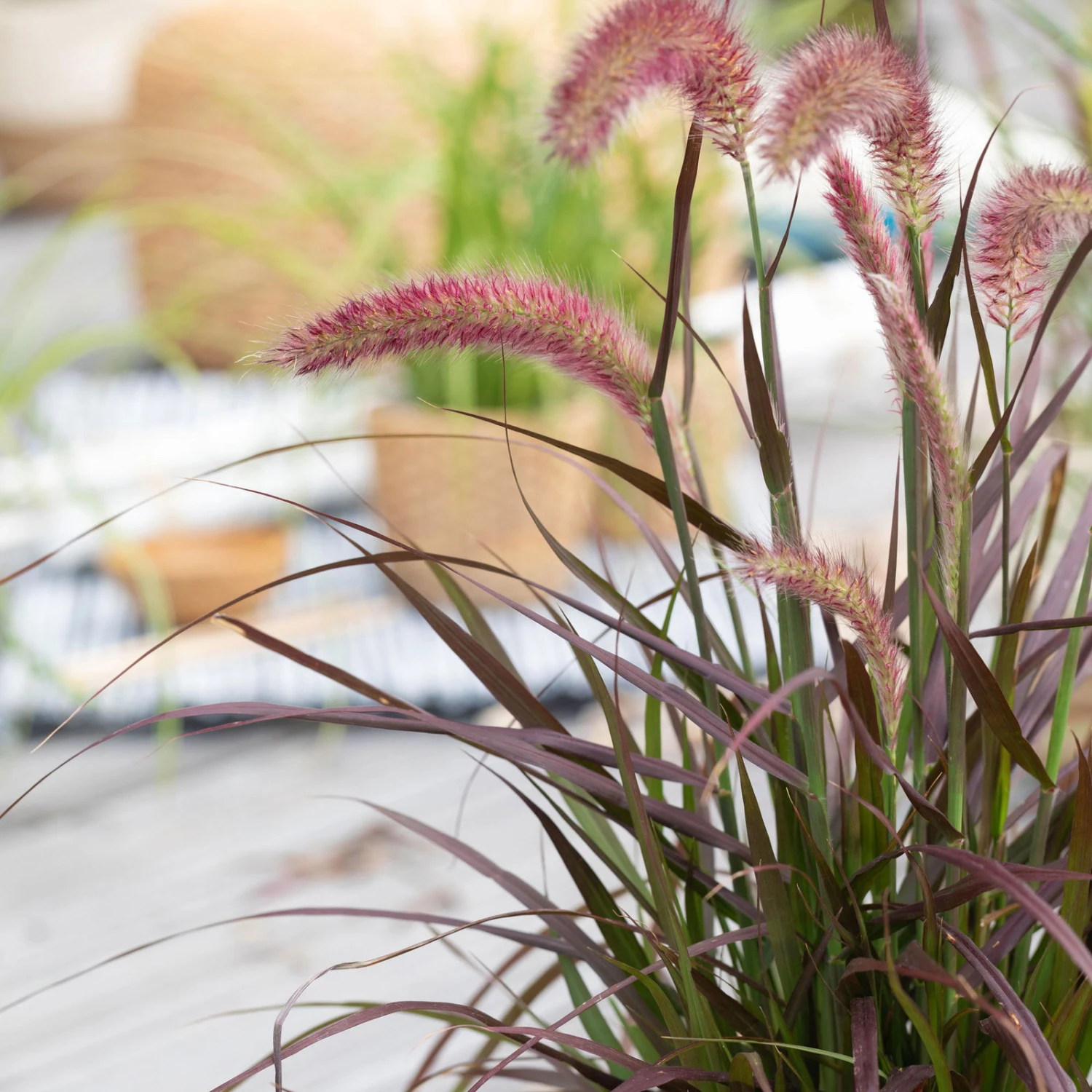 Rotes Lampenputzergras 'Rubrum' Rot, Einjährig, Topf-Ø 19 Cm, 2er-Set 3 Rotes Lampenputzergras 'Rubrum' Rot, Einjährig, Topf-Ø 19 Cm, 2er-Set