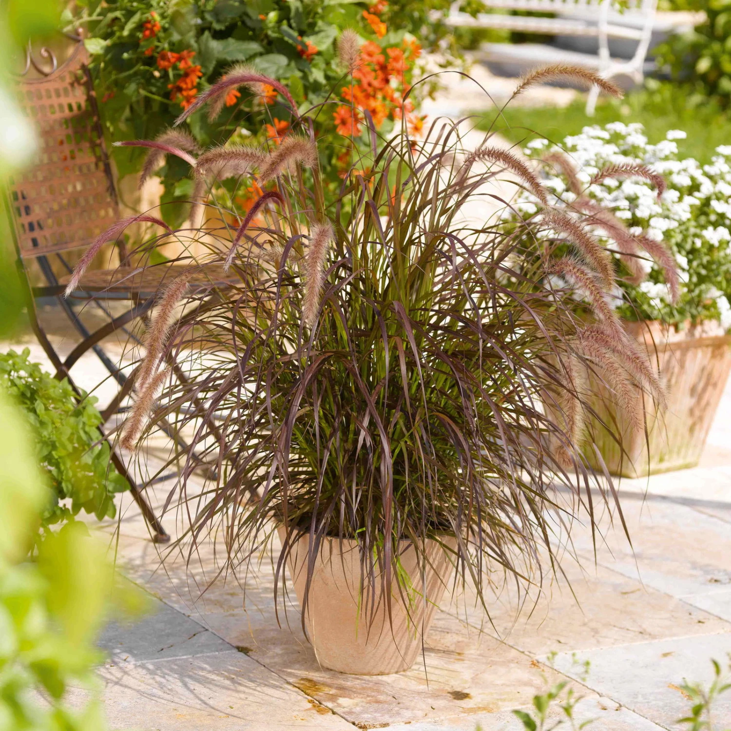 Rotes Lampenputzergras 'Rubrum' Rot, Einjährig, Topf-Ø 19 Cm, 2er-Set 4 Rotes Lampenputzergras 'Rubrum' Rot, Einjährig, Topf-Ø 19 Cm, 2er-Set – Bild 2