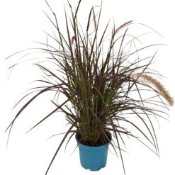 Rotes Lampenputzergras 'Rubrum' Rot, Einjährig, Topf-Ø 19 Cm, 2er-Set 13 Rotes Lampenputzergras 'Rubrum' Rot, Einjährig, Topf-Ø 19 Cm, 2er-Set -Gartentopf Geschäft 0610180240 Pennisetum advena Rubrum T19 2er Set WS 2 94966