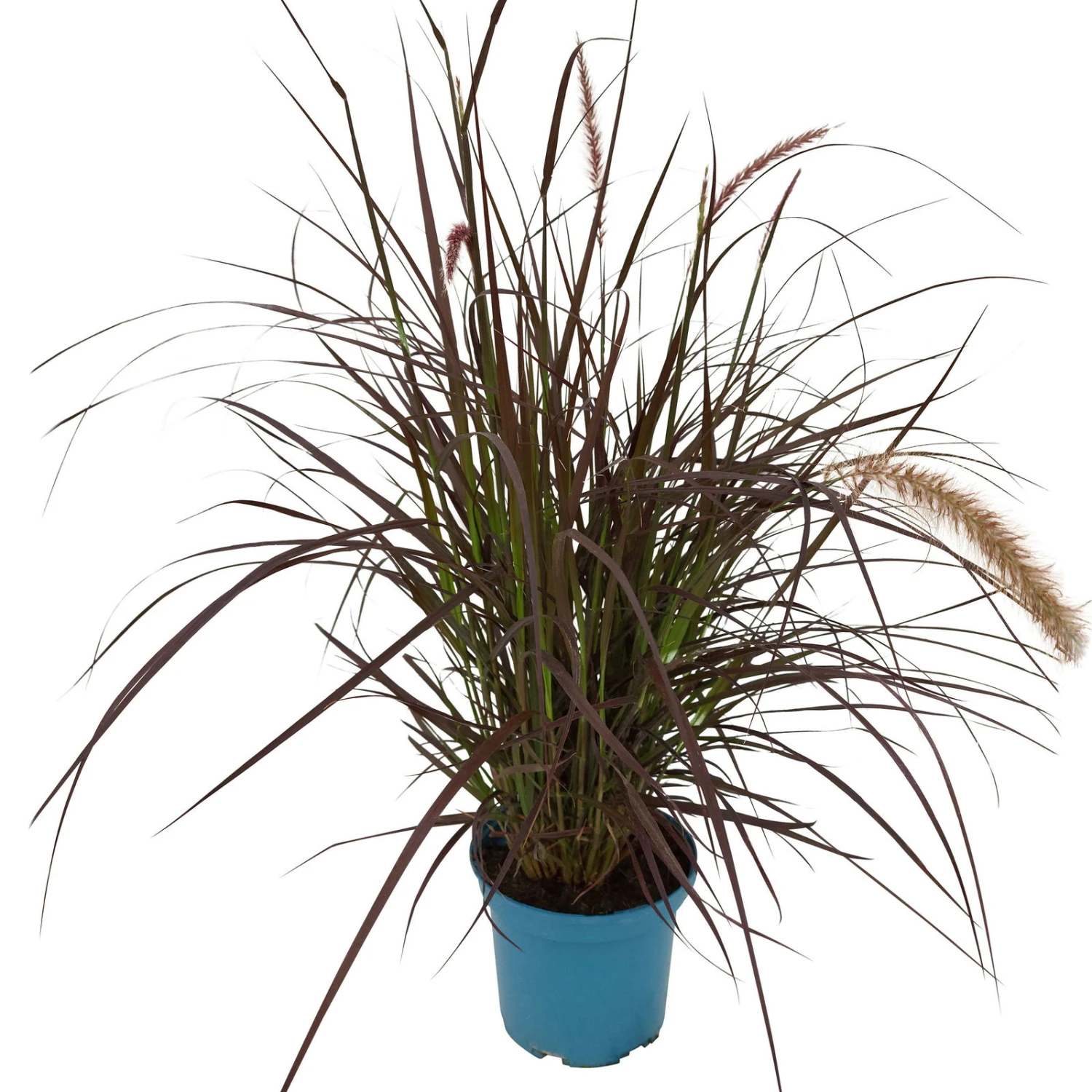 Rotes Lampenputzergras 'Rubrum' Rot, Einjährig, Topf-Ø 19 Cm, 2er-Set 5 Rotes Lampenputzergras 'Rubrum' Rot, Einjährig, Topf-Ø 19 Cm, 2er-Set – Bild 3