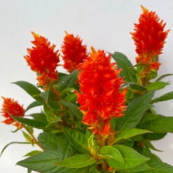 Pflanzenset 'Spätsommer-Gold' Gelb-orange, Topf-Ø 12 Cm, 4er-Set -Gartentopf Geschäft 0610240075 Celosia argentea T12 6er Set orange Kelos Fire Orange 5 113296