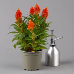 Pflanzenset 'Spätsommer-Gold' Gelb-orange, Topf-Ø 12 Cm, 4er-Set -Gartentopf Geschäft 0610240088 Celosia argentea T12 6er Set orange Kelos Fire Orange 123645
