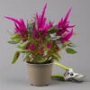 Celosia 'Javelin' Lila, Topf-Ø 14 Cm, 4er-Set -Gartentopf Geschäft 0610240095 celosia T14 lila Javelin 4er Set 1 123663