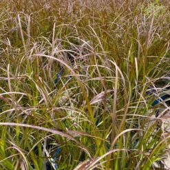 Rotes Lampenputzergras 'Rubrum' Rot, Einjährig, Topf-Ø 19 Cm, 2er-Set 15 Rotes Lampenputzergras 'Rubrum' Rot, Einjährig, Topf-Ø 19 Cm, 2er-Set -Gartentopf Geschäft 0610280032 0610280044 Pennisetum advena Rubrum 2er Set 1 112585