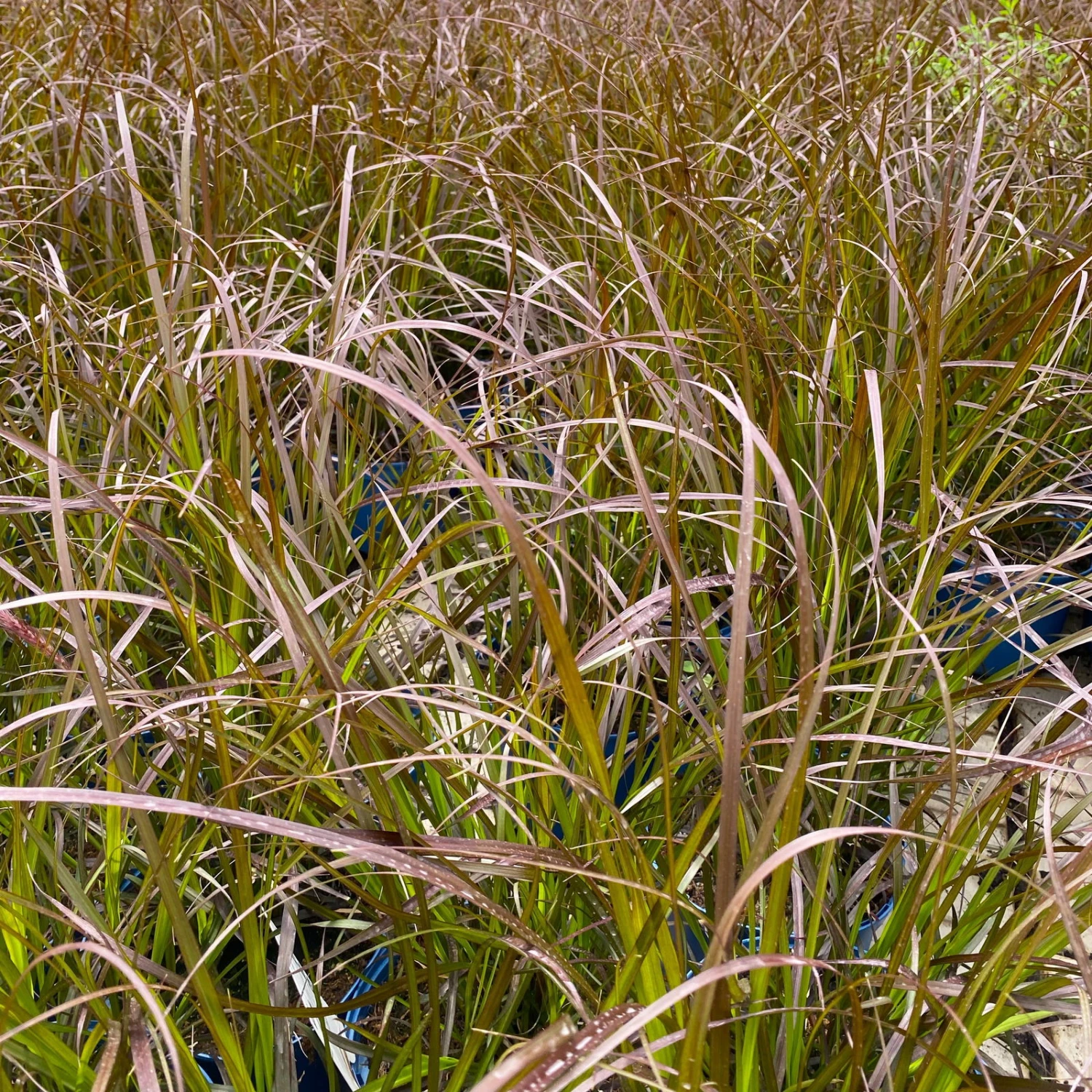 Rotes Lampenputzergras 'Rubrum' Rot, Einjährig, Topf-Ø 19 Cm, 2er-Set 7 Rotes Lampenputzergras 'Rubrum' Rot, Einjährig, Topf-Ø 19 Cm, 2er-Set – Bild 5