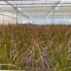 Rotes Lampenputzergras 'Rubrum' Rot, Einjährig, Topf-Ø 19 Cm, 2er-Set 17 Rotes Lampenputzergras 'Rubrum' Rot, Einjährig, Topf-Ø 19 Cm, 2er-Set -Gartentopf Geschäft 0610280032 0610280044 Pennisetum advena Rubrum 2er Set 2 112587