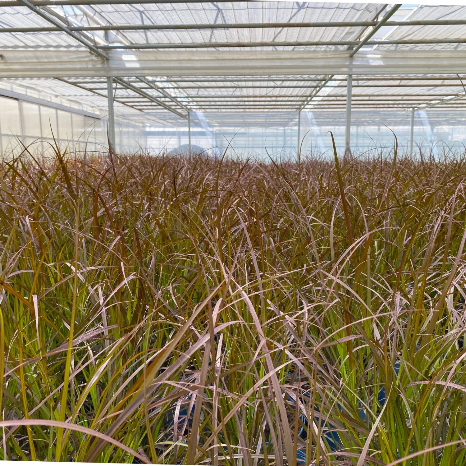 Rotes Lampenputzergras 'Rubrum' Rot, Einjährig, Topf-Ø 19 Cm, 2er-Set 9 Rotes Lampenputzergras 'Rubrum' Rot, Einjährig, Topf-Ø 19 Cm, 2er-Set – Bild 7