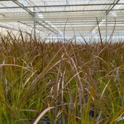 Rotes Lampenputzergras 'Rubrum' Rot, Einjährig, Topf-Ø 19 Cm, 2er-Set 16 Rotes Lampenputzergras 'Rubrum' Rot, Einjährig, Topf-Ø 19 Cm, 2er-Set -Gartentopf Geschäft 0610280032 0610280044 Pennisetum advena Rubrum 2er Set 3 112586