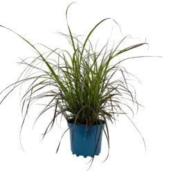 Rotes Lampenputzergras 'Rubrum' Rot, Einjährig, Topf-Ø 19 Cm, 2er-Set 14 Rotes Lampenputzergras 'Rubrum' Rot, Einjährig, Topf-Ø 19 Cm, 2er-Set -Gartentopf Geschäft 0610280032 Pennisetum advena Rubrum T19 2er Set WS 2 96107