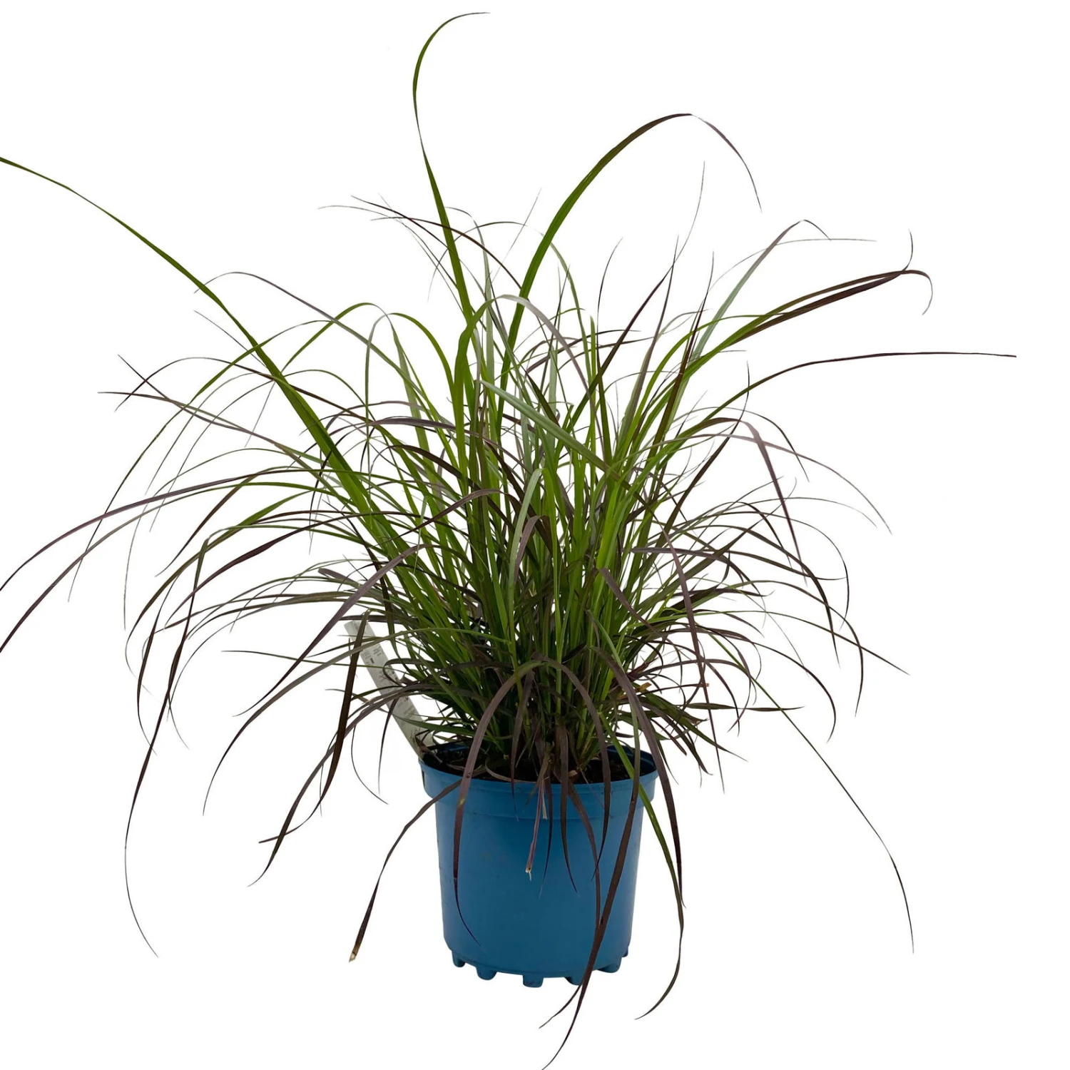 Rotes Lampenputzergras 'Rubrum' Rot, Einjährig, Topf-Ø 19 Cm, 2er-Set 6 Rotes Lampenputzergras 'Rubrum' Rot, Einjährig, Topf-Ø 19 Cm, 2er-Set – Bild 4