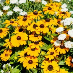 Pflanzenset 'Spätsommer-Gold' Gelb-orange, Topf-Ø 12 Cm, 4er-Set -Gartentopf Geschäft 0610360035 Rudbeckia hirta T13 Toto 6er Set 2 111925