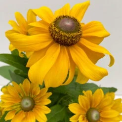 Pflanzenset 'Spätsommer-Gold' Gelb-orange, Topf-Ø 12 Cm, 4er-Set -Gartentopf Geschäft 0610360035 Rudbeckia hirta Toto 6er Set 7 112670
