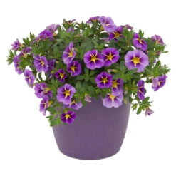 Zauberglöckchen 'Rave® Blue' Lila-gelb, Topf-Ø 13 Cm, 6er-Set 18 Zauberglöckchen 'Rave® Blue' Lila-gelb, Topf-Ø 13 Cm, 6er-Set -Gartentopf Geschäft 0613160006 KB Calibrachoa T13 Rave Blue lila gelb gesternt 50997