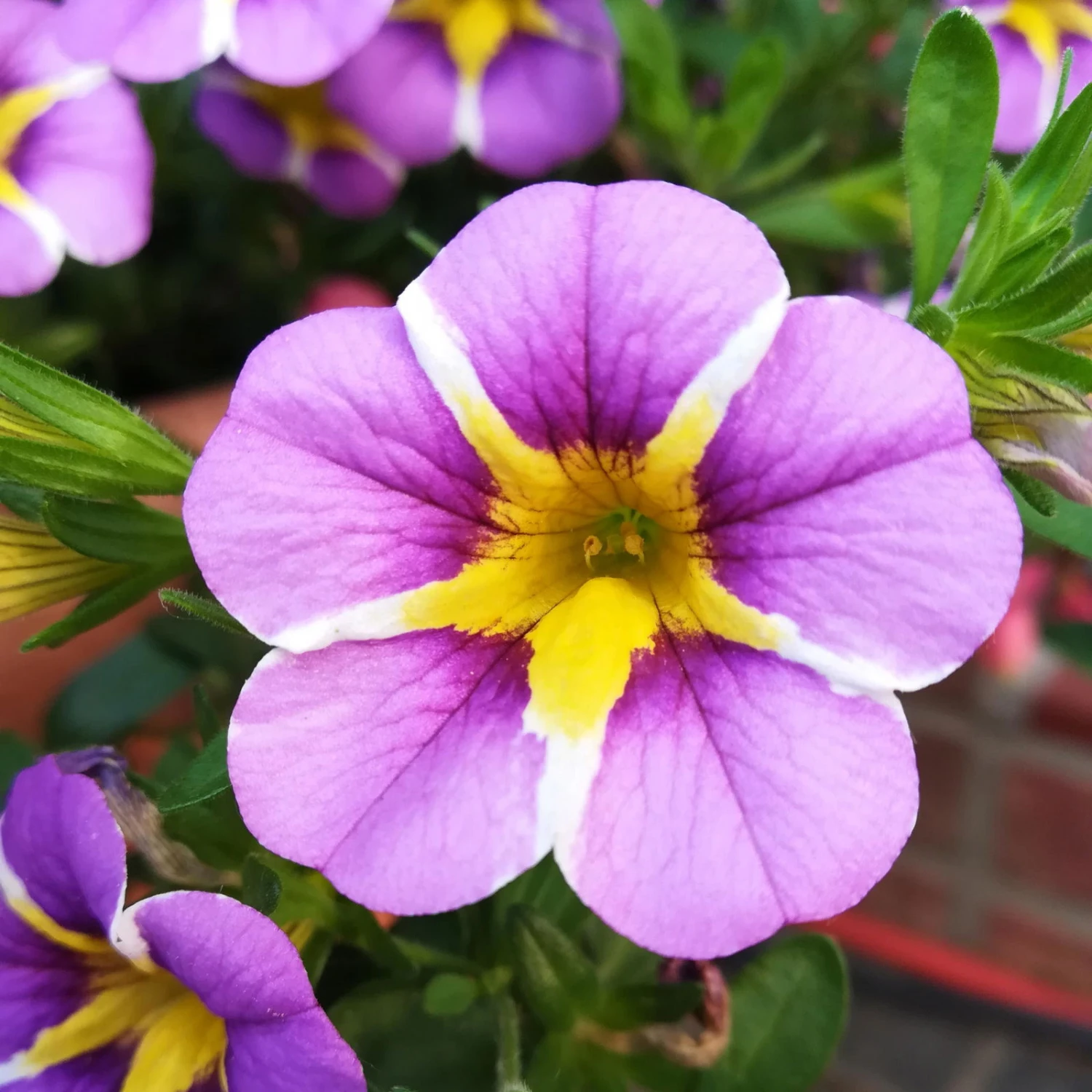 Zauberglöckchen 'Rave® Blue' Lila-gelb, Topf-Ø 13 Cm, 6er-Set 6 Zauberglöckchen 'Rave® Blue' Lila-gelb, Topf-Ø 13 Cm, 6er-Set – Bild 4