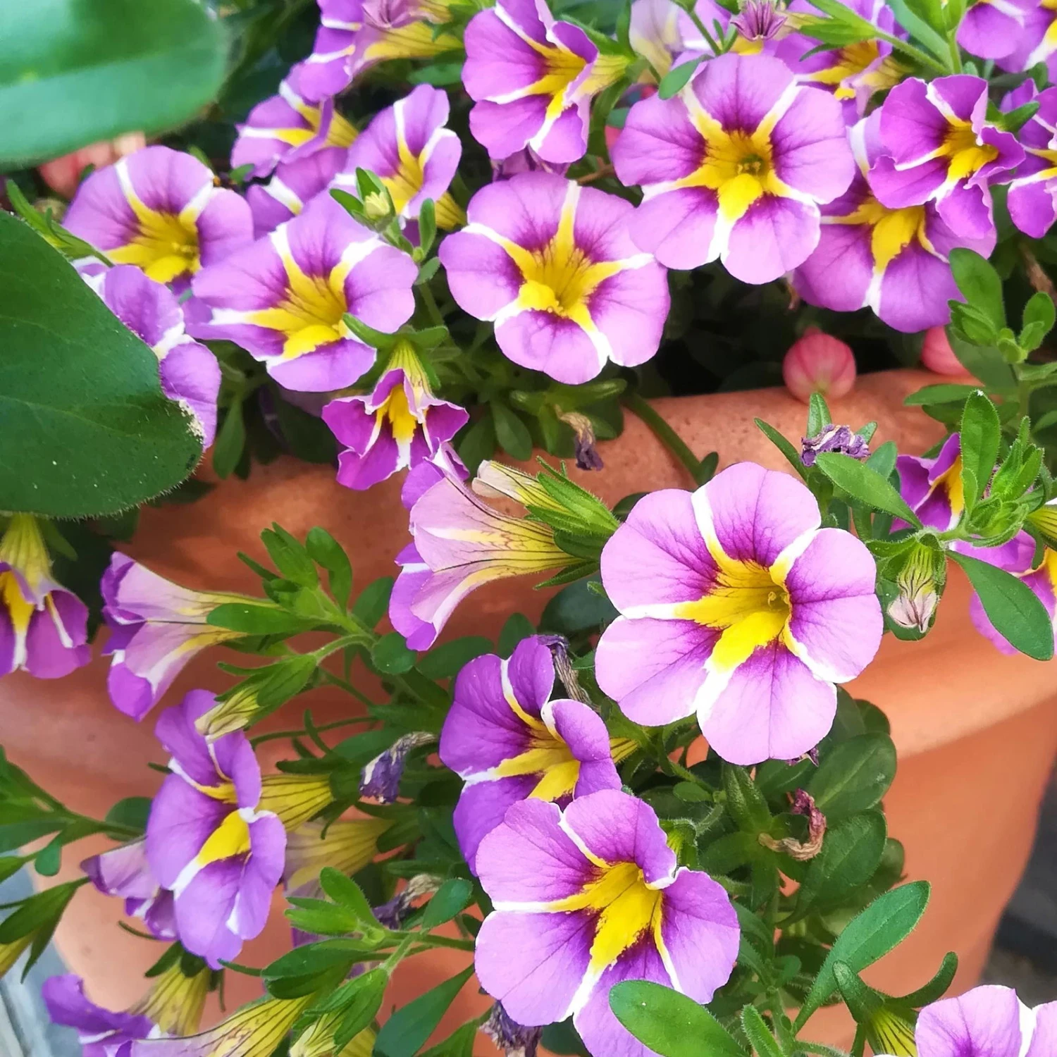 Zauberglöckchen 'Rave® Blue' Lila-gelb, Topf-Ø 13 Cm, 6er-Set 3 Zauberglöckchen 'Rave® Blue' Lila-gelb, Topf-Ø 13 Cm, 6er-Set