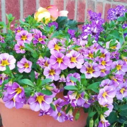 Zauberglöckchen 'Rave® Blue' Lila-gelb, Topf-Ø 13 Cm, 6er-Set 14 Zauberglöckchen 'Rave® Blue' Lila-gelb, Topf-Ø 13 Cm, 6er-Set -Gartentopf Geschäft 0613160049 Calibrachoa Rave Blue 3 89021