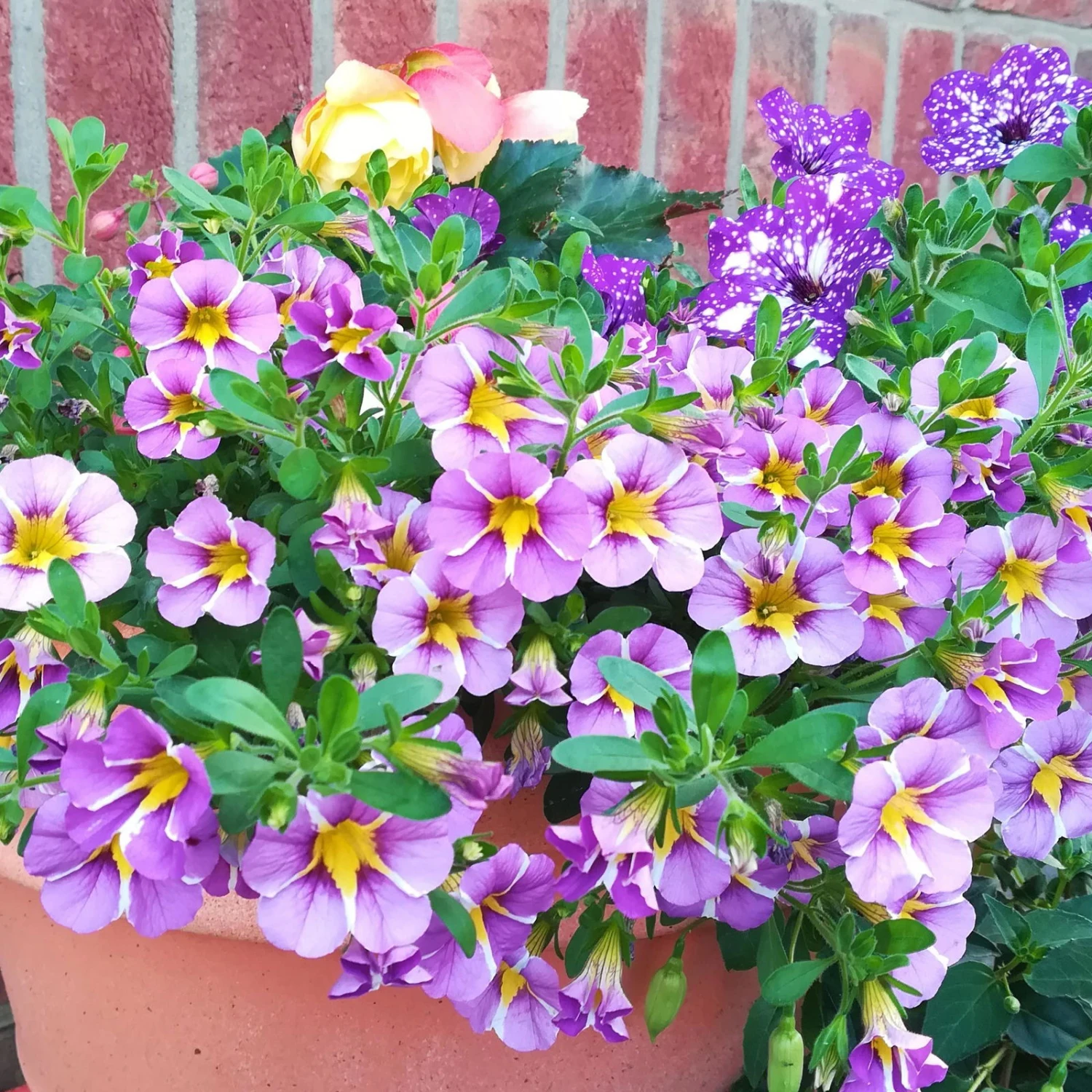 Zauberglöckchen 'Rave® Blue' Lila-gelb, Topf-Ø 13 Cm, 6er-Set 4 Zauberglöckchen 'Rave® Blue' Lila-gelb, Topf-Ø 13 Cm, 6er-Set – Bild 2