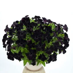 Petunie 'Viva® Black Ray' Schwarz, Hängend, Topf-Ø 13 Cm, 6er-Set -Gartentopf Geschäft 0613170004 KB Petunia T13 Viva Black Ray schwarz 01 50802