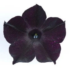 Petunie 'Viva® Black Ray' Schwarz, Hängend, Topf-Ø 13 Cm, 6er-Set -Gartentopf Geschäft 0613170004 KB Petunia T13 Viva Black Ray schwarz 50803
