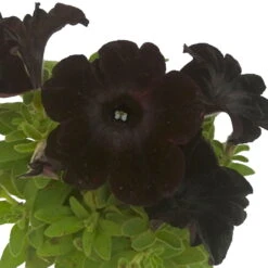 Petunie 'Viva® Black Ray' Schwarz, Hängend, Topf-Ø 13 Cm, 6er-Set -Gartentopf Geschäft 0613170038 KB Petunia T13 Black Ray 6er Set 10 91200