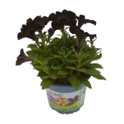 Petunie 'Viva® Black Ray' Schwarz, Hängend, Topf-Ø 13 Cm, 6er-Set -Gartentopf Geschäft 0613170038 KB Petunia T13 Black Ray 6er Set 1 91202