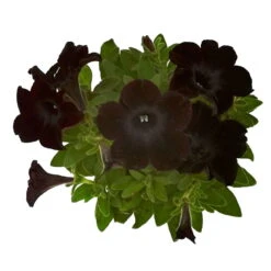 Petunie 'Viva® Black Ray' Schwarz, Hängend, Topf-Ø 13 Cm, 6er-Set -Gartentopf Geschäft 0613170038 KB Petunia T13 Black Ray 6er Set 8 91201