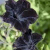 Petunie 'Viva® Black Ray' Schwarz, Hängend, Topf-Ø 13 Cm, 6er-Set 2 Petunie 'Viva® Black Ray' Schwarz, Hängend, Topf-Ø 13 Cm, 6er-Set -Gartentopf Geschäft 0613170039 KB Petunia T13 Capella Pink Lace Set 3Stueck 75864
