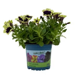 Petunien 'Cascadias™ Rim Magenta', Dunkel&creme, Hängend, Topf-Ø 13 Cm, 6er-Set 15 Petunien 'Cascadias™ Rim Magenta', Dunkel&creme, Hängend, Topf-Ø 13 Cm, 6er-Set -Gartentopf Geschäft 0613170111 KB Petunia T13 Cascadias Rim Magenta 6er Set WS 4 110952